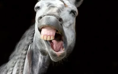 LES POINTS D’ATTENTION DE L’ALIMENTATION DU CHEVAL SENIOR