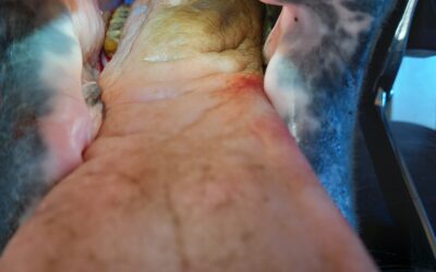 Pourquoi la santé de la bouche devrait être toujours une absolue priorité ?